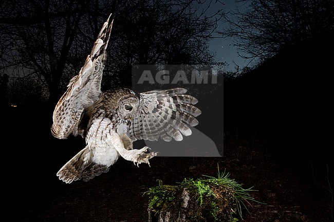 Tawny Owl (Strix aluco) in the Aosta valley in northern Italy. Landing with claws outstretched on a tree stump at dusk with star filled sky in the background. stock-image by Agami/Alain Ghignone,