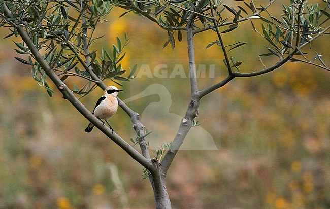 Mannetje Westelijke Blonde Tapuit, Male Western Black-eared Wheatear stock-image by Agami/David Monticelli,