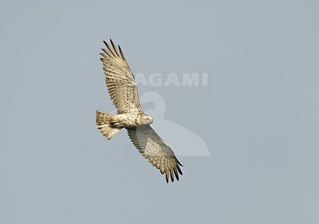 Slangenarend in vlucht; Short-toed Snake Eagle in flight stock-image by Agami/Ran Schols,