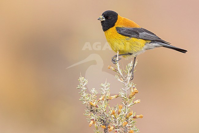 Black-hooded Sierra Finch (Phrygilus atriceps) Perched on top of a flowering bush in Argentina stock-image by Agami/Dubi Shapiro,