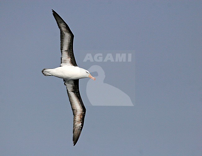 Black-browed Albatross (Thalassarche melanophrys) flying over the ocean near Antarctica stock-image by Agami/Pete Morris,