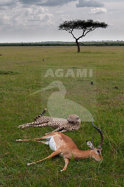 A cheetah, Acinonyx jubatus, resting near its fresh impala kill. Masai Mara National Reserve, Kenya. stock-image by Agami/Sergio Pitamitz,