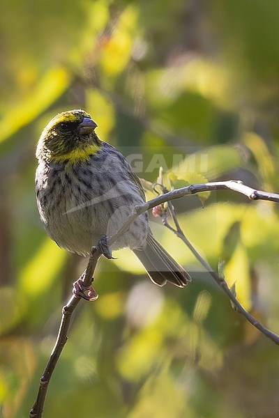 Yellow-browed seedeater (Crithagra whytii) perched in a bush in Tanzania. stock-image by Agami/Dubi Shapiro,