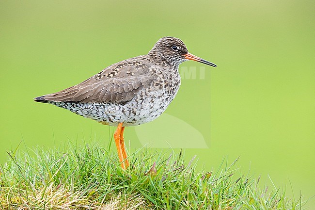 Common Redshank (Tringa totanus robusta), side view of an adult standing on a tussock, Southern Region, Iceland stock-image by Agami/Saverio Gatto,