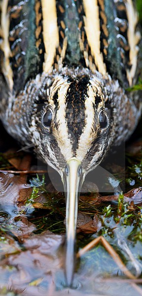 A Jack snipe (Lymnocryptes minimus) is taking cover stock-image by Agami/Martijn Verdoes,