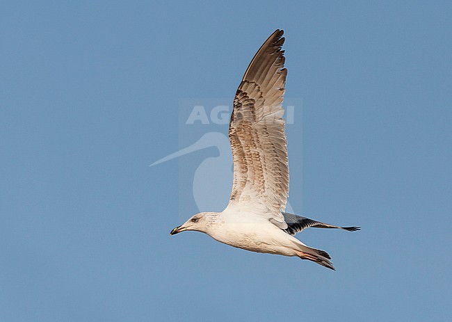 Yellow-legged Gull - MIttelmeermöwe - Larus michahellis ssp. michahellis, Portugal, 2nd S stock-image by Agami/Ralph Martin,