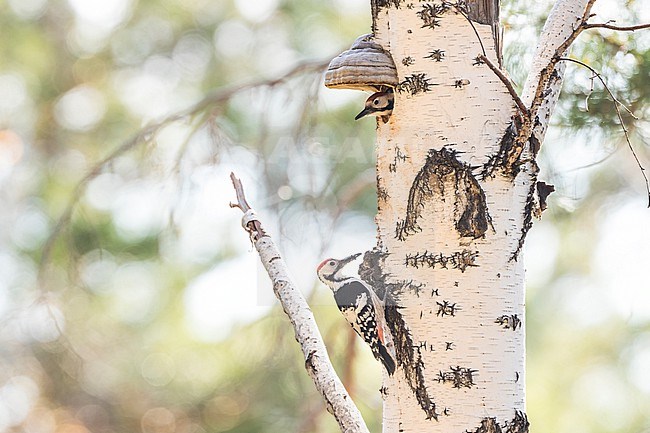 Adult male White-backed Woodpecker (Dendrocopos leucotos uralensis) in taiga forest in Russia (Baikal). Male at his nest. stock-image by Agami/Ralph Martin,