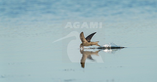 Drinking Common Swift (Apus apus) flying low and with high speed above water surface with open bill during hot summer weather stock-image by Agami/Ran Schols,