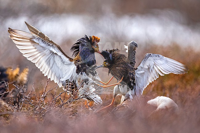 Ruff (Philomachus pugnax) in Norway. Two fighting males. stock-image by Agami/Daniele Occhiato,