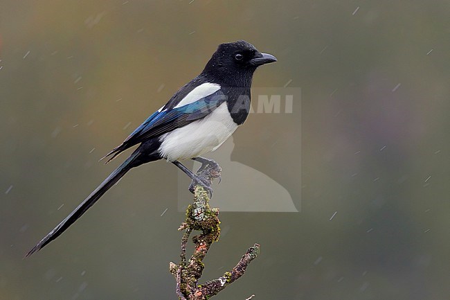 Eurasian Magpie (Pica pica), side view of an adult perched on a branch, Campania, Italy stock-image by Agami/Saverio Gatto,
