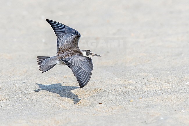 Juvenile American Black Tern flying over Cape May beach in New Jersey, USA. August 25, 2016. stock-image by Agami/Vincent Legrand,
