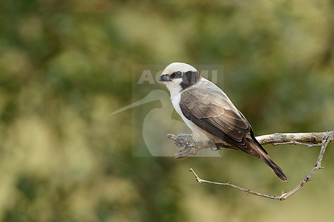 Witkruinklauwier; Southern white-crowned shrike; stock-image by Agami/Walter Soestbergen,