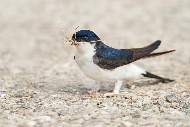 Common House Martin (Delichon urbicum) gathering nest material stock-image by Agami/Hans Gebuis,