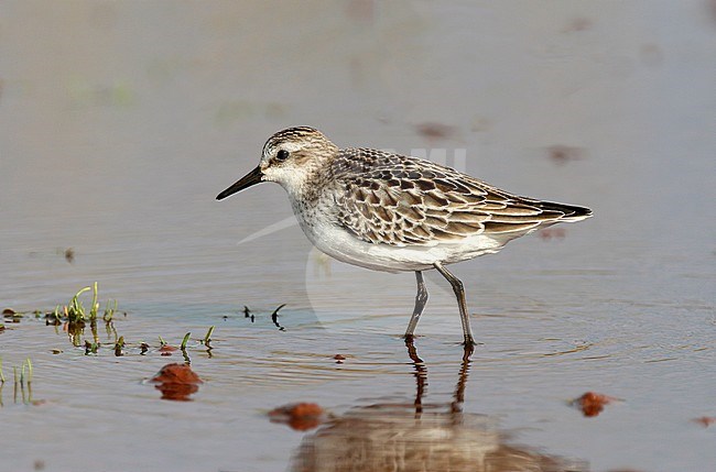 Semipalmated Sandpiper, Calidris pusilla, Ponta Delgada, Flores, Azores stock-image by Agami/Kris de Rouck,