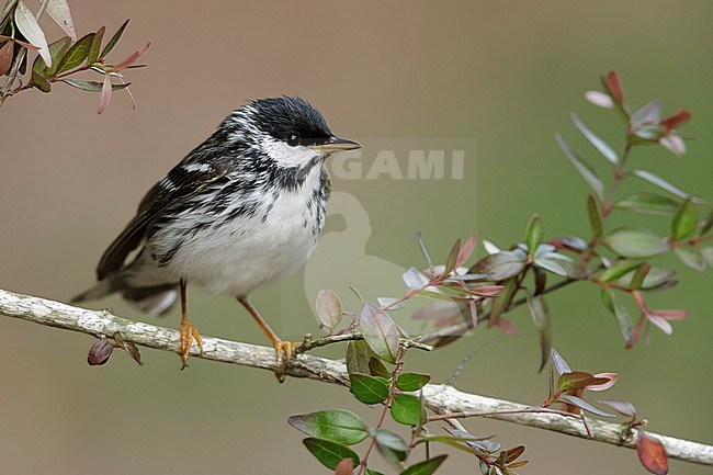 Adult male Blackpoll Warbler (Setophaga striata) during spring migration at Galveston County, Texas, USA. stock-image by Agami/Brian E Small,