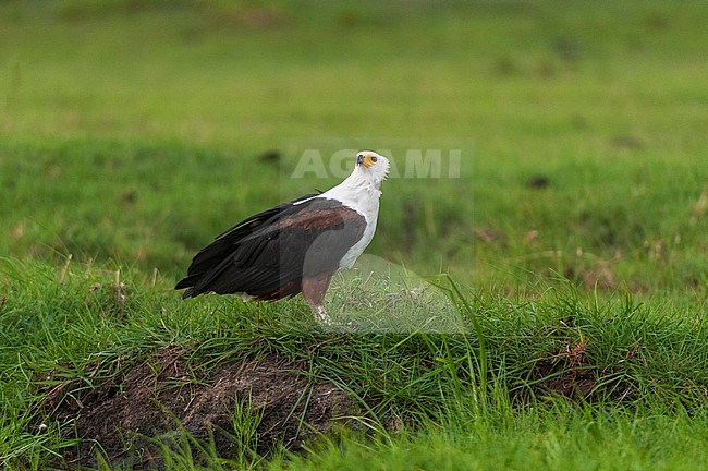 Portrait of an African fish eagle, Haliaeetus vocifer, on a grass island in the Chobe River. Chobe River, Chobe National Park, Botswana. stock-image by Agami/Sergio Pitamitz,