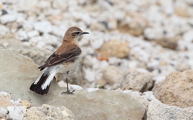 Western Black-eared Wheatear, Oenanthe hispanica (female), Bolonia, Andalucia, Spain stock-image by Agami/Helge Sorensen,