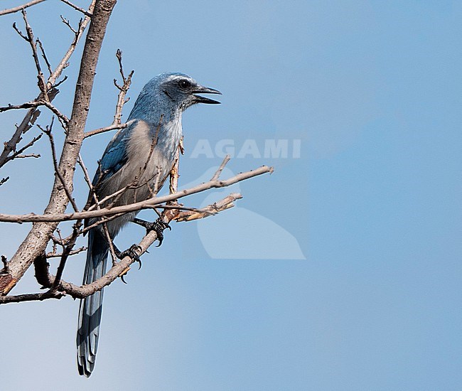 Florida scrub jay (Aphelocoma coerulescens) singing in a tree stock-image by Agami/Roy de Haas,