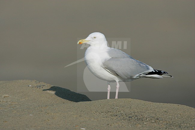 Zilvermeeuw staand op strand; Herring Gull perched on beach stock-image by Agami/Menno van Duijn,