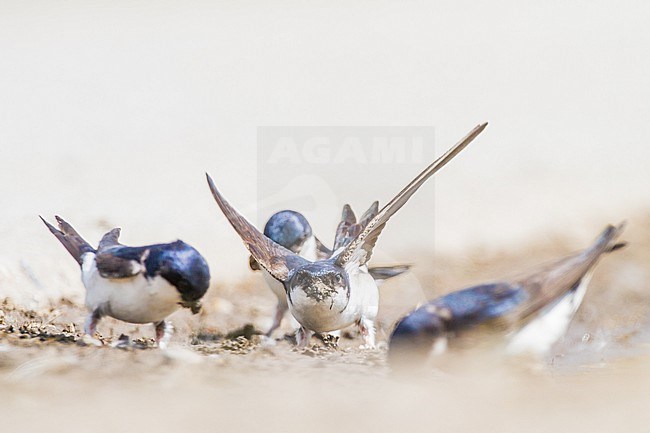 Huiszwaluw, Common House Martin, Delichon urbicum flock gathering mud for their nests stock-image by Agami/Menno van Duijn,