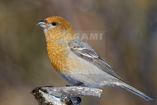 Vrouwjte Haakbek; Female Pine Grosbeak stock-image by Agami/Markus Varesvuo,