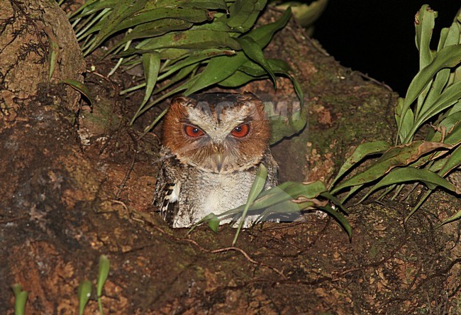 Negrosdwergooruil, Negros Scops Owl, Otus nigrorum stock-image by Agami/Pete Morris,