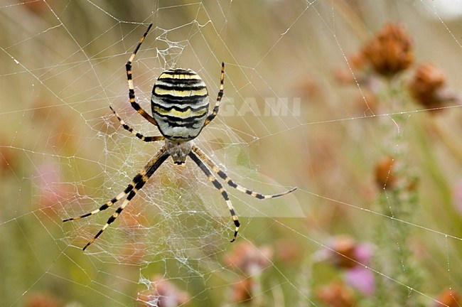 Wespspin vrouwtje in web, Wasp spider female in web stock-image by Agami/Han Bouwmeester,