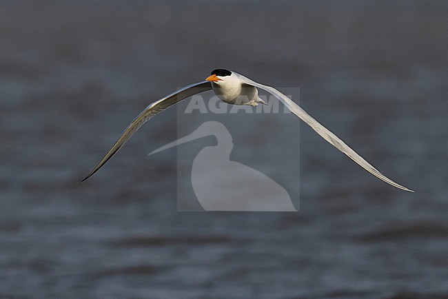 West African Crested Tern (Thalasseus albididorsalis) in flight. stock-image by Agami/David Monticelli,
