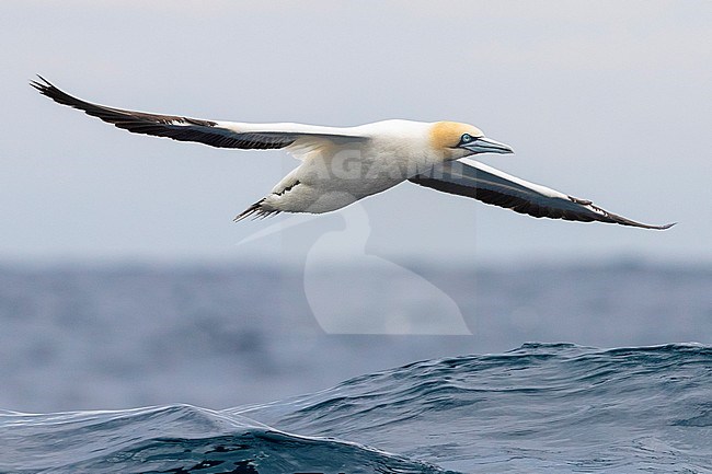 Cape Gannet (Morus capensis), adult in flight, Western Cape, South Africa stock-image by Agami/Saverio Gatto,