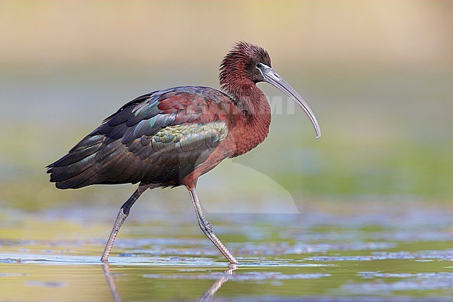 Glossy Ibis (Plegadis falcinellus), side view of an adult standing in the water, Campania, Italy stock-image by Agami/Saverio Gatto,