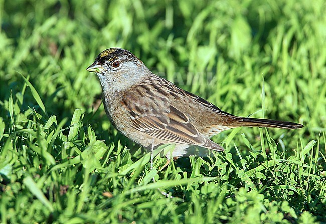 Golden-crowned Sparrow (Zonotrichia atricapilla) taken the 05/02/2016 at Lake Merrit - California - USA stock-image by Agami/Aurélien Audevard,