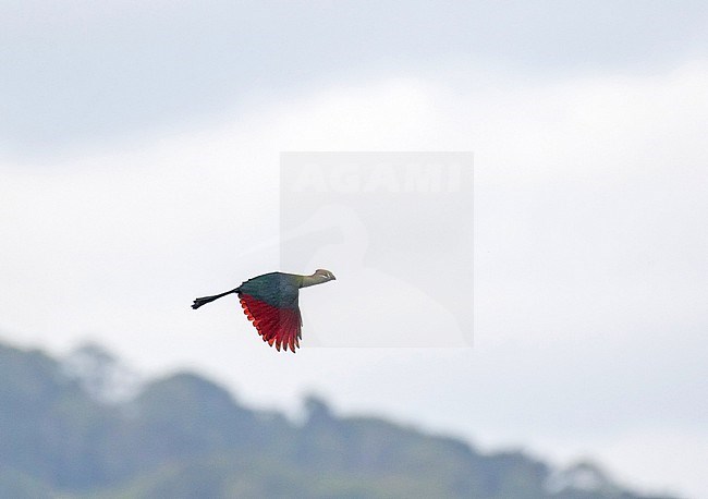 Flying Fischer's Turaco (Tauraco fischeri) in Tanzania. stock-image by Agami/Pete Morris,