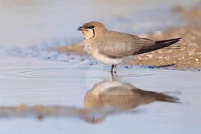 Collared Pratincole (Glareola pratincola), side view of an adult standing in the water, Campania, Italy stock-image by Agami/Saverio Gatto,