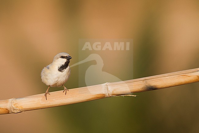 Desert Sparrow - WÃ¼stensperling - Passer simplex ssp. saharae, adult male, Morocco stock-image by Agami/Ralph Martin,