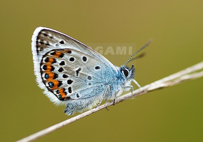 Silver-studded Blue (Plebejus aragus) image in the Netherlands. Resting on plants on the heide. stock-image by Agami/Marc Guyt,