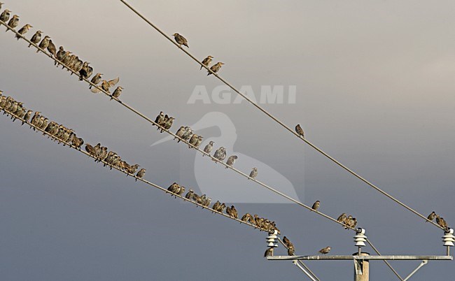 Groep Spreeuwen op electriciteitskabel; Group of Common Starling perched on wire stock-image by Agami/Jari Peltomäki,