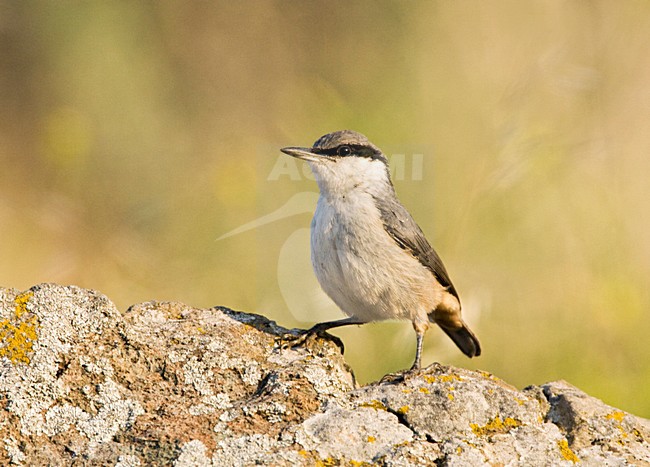 Rotsklever op rots; Western Rock Nuthatch on a rock stock-image by Agami/Marc Guyt,