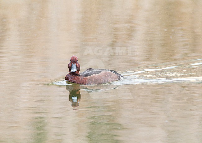 Ferruginous Duck, Aythya nyroca, swimming in an urban lake in Sevilla, Spain. stock-image by Agami/Marc Guyt,