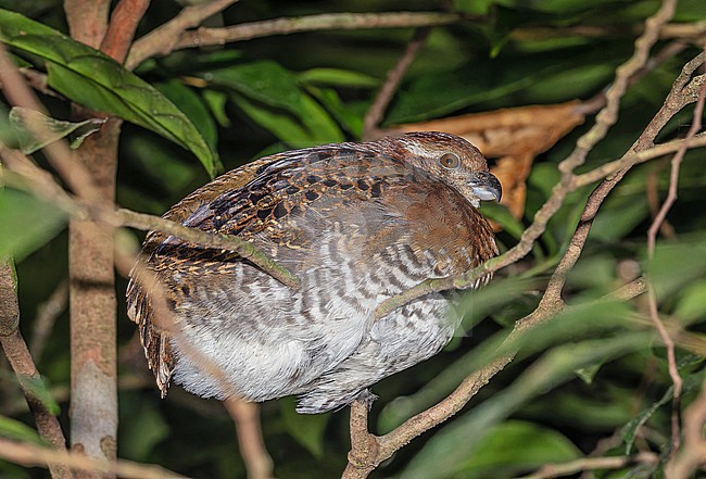 Tawny-faced Quail (Rhynchortyx cinctus) in Panama. Roosting at night. stock-image by Agami/Pete Morris,