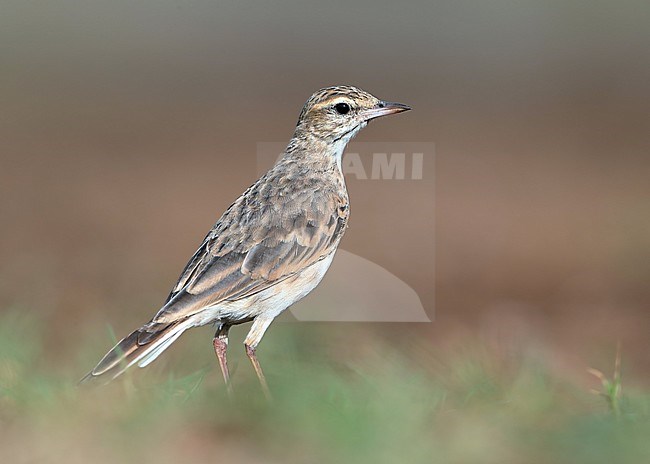 Australian Pipit (Anthus australis) at Payet's Tower bird hide in Townsville, Australia. stock-image by Agami/Aurélien Audevard,