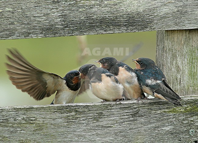 Juvenile Barn Swallows begging for food, and being fed on a wooden fence next to a meadow stock-image by Agami/Renate Visscher,