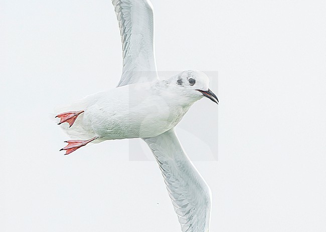 Bonaparte's gull (Chroicocephalus philadelphia) stock-image by Agami/Lennart Verheuvel,