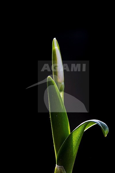 Green Snowdrop, Galanthus woronowii stock-image by Agami/Wil Leurs,