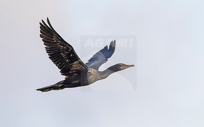 Little Black Cormorant (Phalacrocorax sulcirostris) in flight. stock-image by Agami/Lennart Verheuvel,