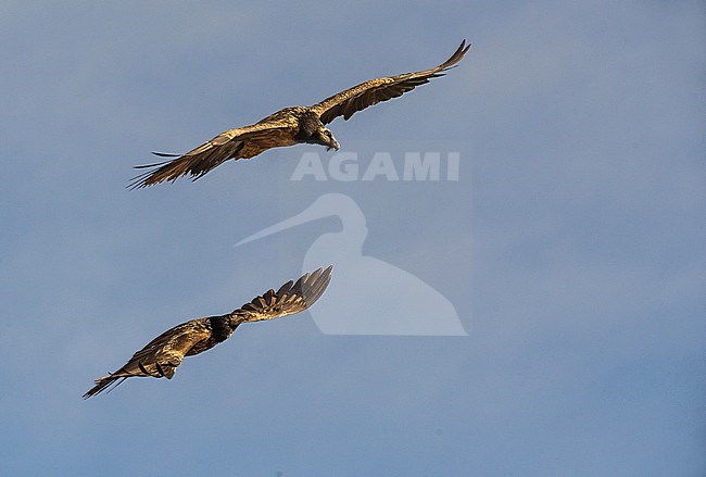 Bearded Vulture in flight, Lammergier in de vlucht stock-image by Agami/Alain Ghignone,