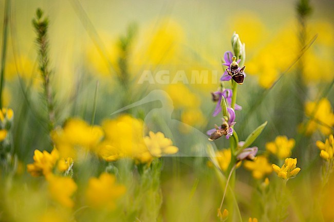 Woodcock Bee orchid, Ophrys scolopax stock-image by Agami/Wil Leurs,