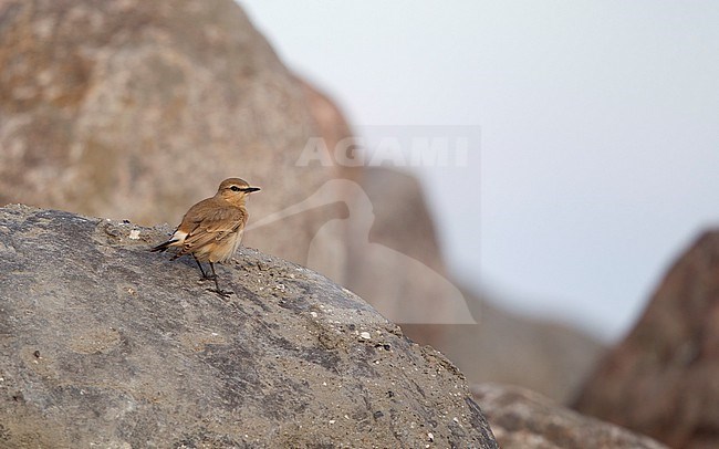 Isabelline Wheatear (Oenanthe isabellini) at the beach in Gilleleje, Denmark stock-image by Agami/Helge Sorensen,