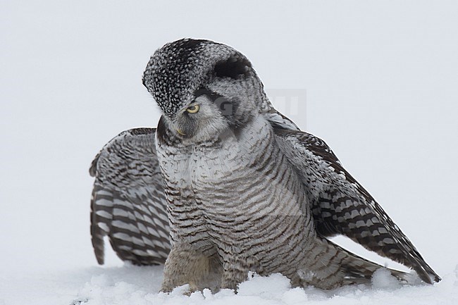 Northern Hawk Owl (Surnia ulula ulula) on snow, front view of bird with wings spread stock-image by Agami/Kari Eischer,