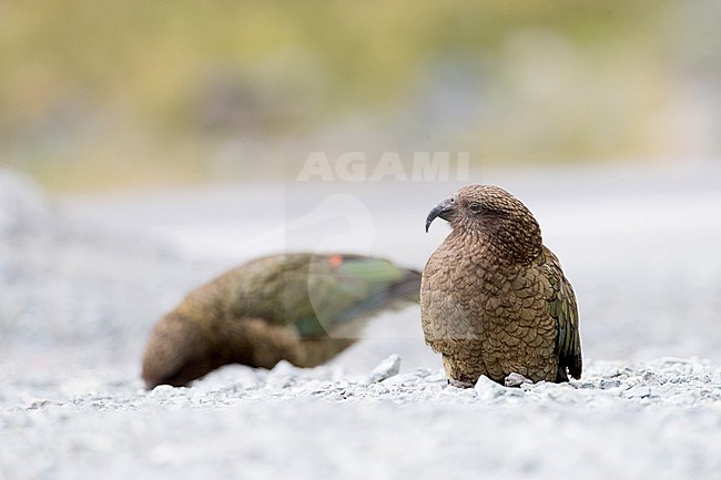 Endangered Kea (Nestor notabilis) at the Homer Tunnel, South Island, New Zealand stock-image by Agami/Marc Guyt,