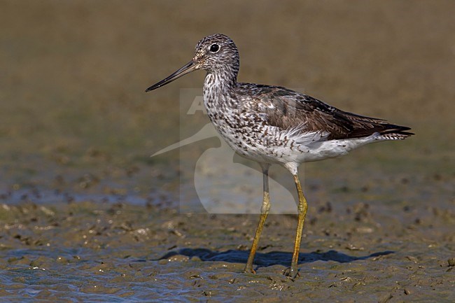 Groenpootruiter, Common Greenshank; Tringa nebularia stock-image by Agami/Daniele Occhiato,